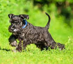 schnauzer miniature puppies and dogs