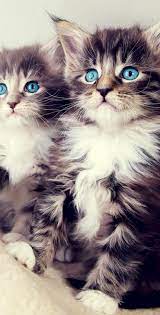 Kittens cutest, Beautiful cats, Cute cats