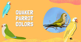 quaker parrot colors