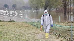 Q the birds were located because of the reinforcement of the passive surveillance of the national avian influenza surveillance program in spain derived from the situation of the virus in. H5n8 Bird Flu Found Among Wild Swans In N China Cgtn