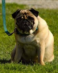 So, if you care for your pet, maintaining the proper weight of your pet means loving them. Five Fat Dog Breeds Pethelpful