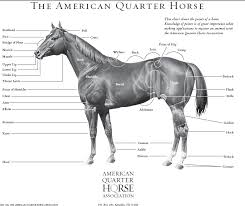 You Will Love Aqha Horse Color Chart Quarter Horse