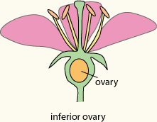Image result for superior and inferior ovary
