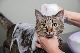 how to get rid of cat dander 10 vet