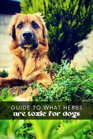 What Herbs Are Toxic To Dogs