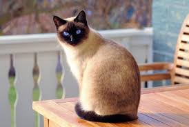 Adopt black cats & siamese cats. Siamese Cats For Adoption Near You Rehome Adopt A Siamese Cat Or Kitten