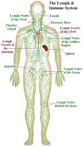 Junes 30 Day Challenge Rebounding Lymphatic System