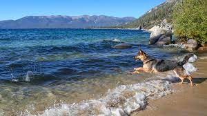 dog friendly beaches in reno tahoe