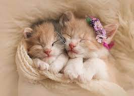 kittens kitten cat love sleep