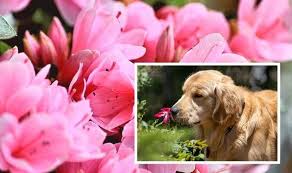 Spring Plants Pet Owners