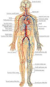 Arteries and veins that supply the same body region and tend to lie next to one another are called___. Pin On Muscular Nervous Skeletal