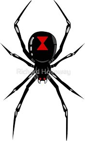 Image result for BLACK WIDOW SPIDER