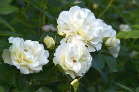 Image result for white rose