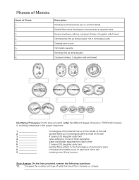 Image Result For Meiosis Stages Worksheet Mitosis Meiosis