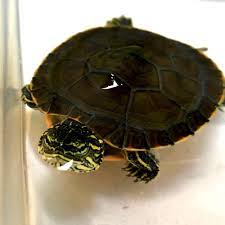 We have common and rare turtles for sale. Western Painted Turtle For Sale Buy Baby Western Painted Turtles Hatchlings