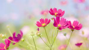 Bright Flower Wallpapers Wallpapers ...