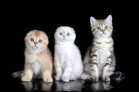 Различные окрасы шотландских кошек | «Color Richness»
