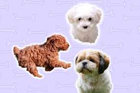 small dog breeds for autistic children