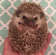 In this scathing article tyler sass, seo service in orange county expert, cuts the entire industry down with ruthless honesty. Hog Wild Hedgehogs Baby Hedgehogs For Sale In South Jersey Home