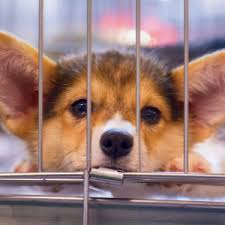 I'll give you some tips on what to do about it in this week's episode! Puppy Crying In Crate At Night Here S Help Happy Oodles
