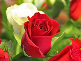 free love rose flowers flower
