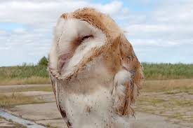 Young Barn Owls Prepare To Take Flight