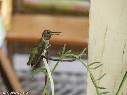 Hummingbird Resccue A Traveling Gardener