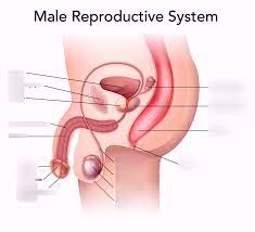 View, isolate, and learn human anatomy structures with zygote body. Health Chapter 18 Male Reproductive System Diagram Quizlet