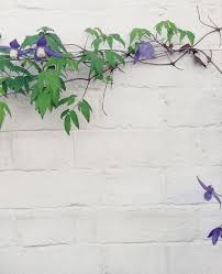 painted garden wall off white google