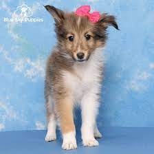 shetland sheepdog puppy adopted in