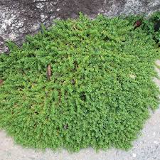 outsidepride herniaria glabra green carpet ground cover plant seeds 10000 seeds