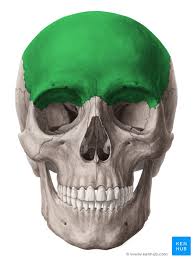 Human face has fourteen bones including the lacrimal bones, the zygomatic bones, the vomer, the nasal bones, the inferior nasal conchae, the these 14 bones form the basic shape of the face, and are responsible for providing attachments for muscles that make the jaw move and control facial. Frontal Bone Anatomy Borders And Development Kenhub