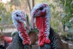 what-are-turkeys-scared-of