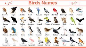 birds names in english with