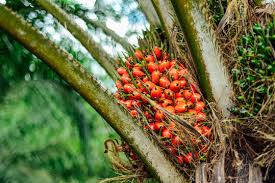 oil palm tree images browse 90 stock