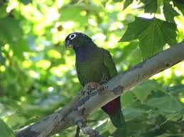 malaga park s parrot invasion continues