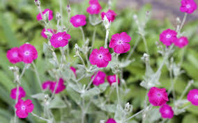 the 14 best pink plants for a more