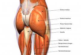 The hip, pelvis, buttock, and hamstring muscles assist low back muscles in supporting the lumbar spine. Do Weak Glutes Really Cause Low Back Pain