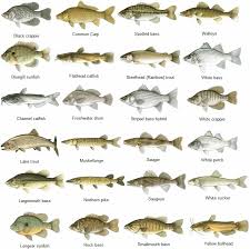 Know Your Fish Fish Freshwater Fish Fish Chart