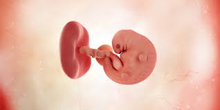 Tergantung usia kandungan, untuk kandungan muda dapat menghambat perkembangan janin sampai akhirnya gugur. Informasi Lengkap Perkembangan Janin Dan Ibu Hamil Minggu Ke 5