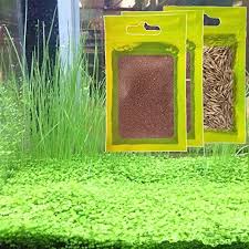 aquarium carpet plant seeds