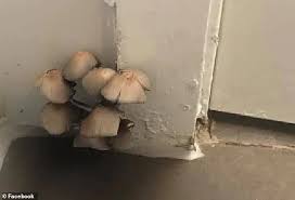 Finding Mushrooms In A Door Frame