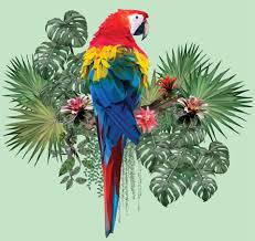scarlet macaw parrot 1 macaw breeder