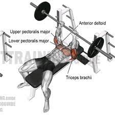 close grip barbell bench press by
