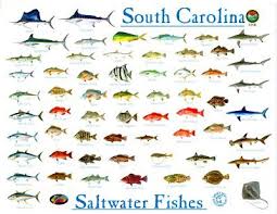 Fishessmall 32k Fish Chart Myrtle Beach Fishing Salt