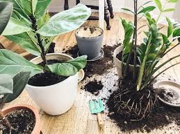 Soil Mites In Houseplants Everything