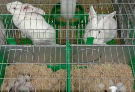 Commercial Rabbit Cage Design Creating