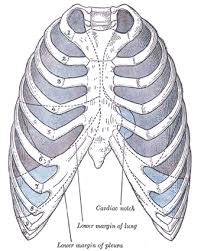 The anatomy of the human ribs is made up of 24 ribs which are parted in 12 pairs (each on the left and right side of the chest wall), with the sternum, metasternum (the xiphoid process), and the costal cartilages all situated at the anterior of the chest wall, followed by the thoracic vertebrae on the. The Pleurae Human Anatomy