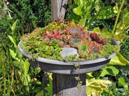 How To Create A Succulent Birdbath Planter