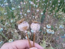 How to grow poppies from seeds. Harvesting Poppy Seeds Papaveraceae Sincerely Emily